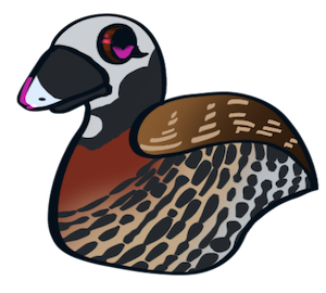 Whistling Duck